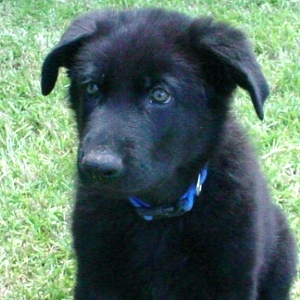 Puppies Gallery 2019