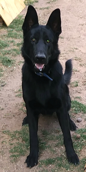 Good Boy Blue Blue-vert