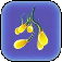 Creep Vine Seeds